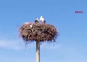 Sümer Mahallesi'ne baharın müjdecisi olan yılın ilk leylekleri geldi