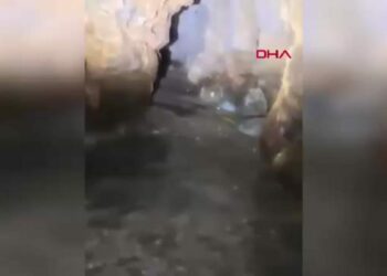 Nesli tehlikedeki Akdeniz foku yuvalarına ‘tur’ şikayeti