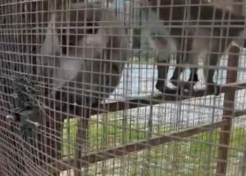 Özel havuzda ele geçirilen 3 örümcek maymunu koruma altına alındı