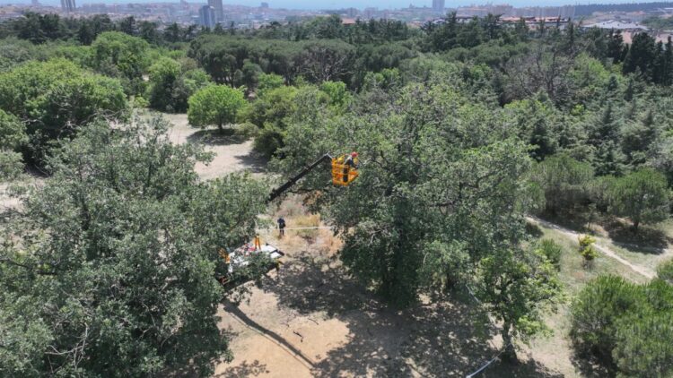 Üsküdar Belediyesi: Validebağ Korusu'nda yaptığımız çalışmalar Avrupa'nın en iyi uygulamaları arasında