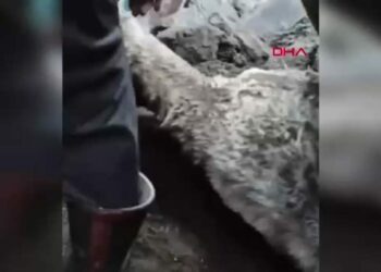 Kars’ta ahır çöktü, çoban son anda kurtuldu