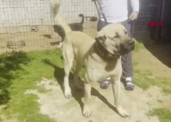 Kulakları kesilen yavru köpeklerin 30-40 bin liraya satıldığını söyleyerek şikayetçi oldu