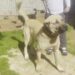 Kulakları kesilen yavru köpeklerin 30-40 bin liraya satıldığını söyleyerek şikayetçi oldu