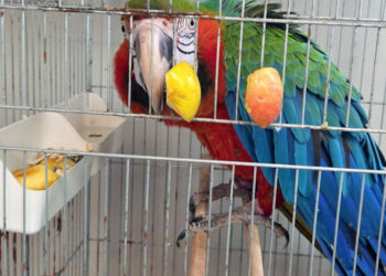 Edirne'de yurda sokulmak istenen 3 macaw papağanı ele geçirildi