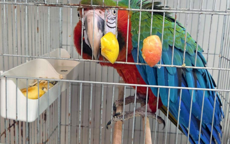 Edirne'de yurda sokulmak istenen 3 macaw papağanı ele geçirildi