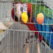 Edirne'de yurda sokulmak istenen 3 macaw papağanı ele geçirildi