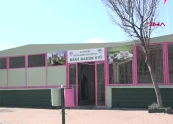 Kayseri Büyükşehir Belediyesi Kedi Bakım Evi patili dostlara yuva oluyor