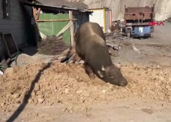 Menüsünde fındık ve pekmez olan boğalar kampta