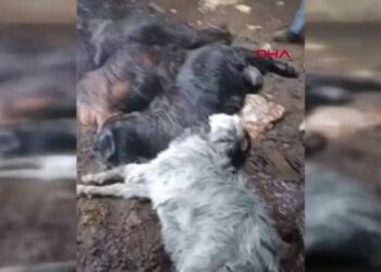 Yıldırım düşen ahırdaki 5 keçi telef oldu