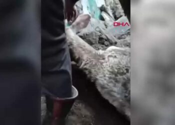 Kars'ta çöken ahırda 2 büyükbaş öldü