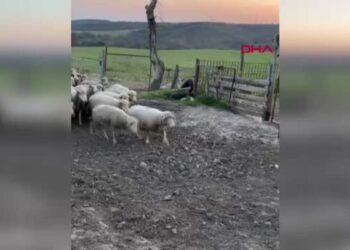 Edirne’de koyun dördüz yavruladı