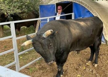 Boğa sahibini hastanelik etti