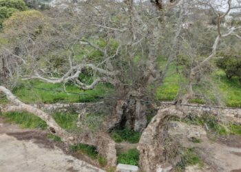 Bodrum'da 2 bin yıllık olduğu tahmin edilen çınar ağacı bulundu