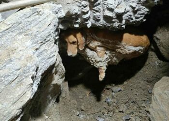 Kuruyan betonda mahsur kalan 'Paris', 7 saat sonra özgürlüğüne kavuştu