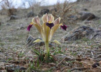 Kayseri'de nevruz çiçekleri açtı