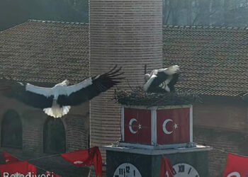 Can ve Canan leylek, 2'nci yıllarında da İznik'teki yuvalarında buluştu