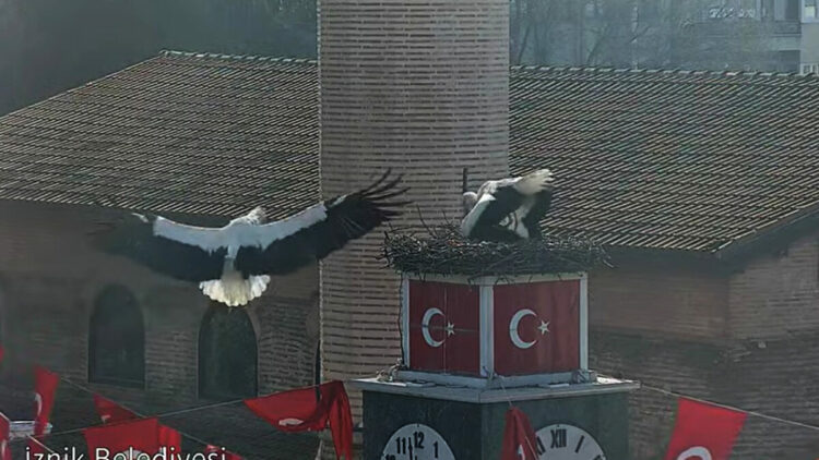 Can ve Canan leylek, 2'nci yıllarında da İznik'teki yuvalarında buluştu