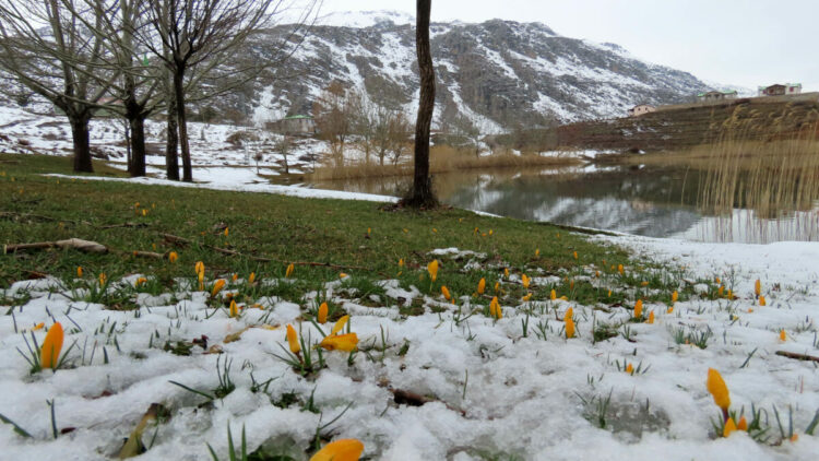 Yaylalarda karlar erimeye başladı, bahar çiçekleri açtı