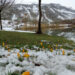 Yaylalarda karlar erimeye başladı, bahar çiçekleri açtı
