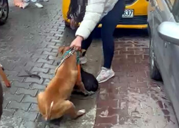 Saldırdığı köpeği ağır yaralayan Pitbull'a el konuldu, sahibine 95 bin lira ceza uygulandı