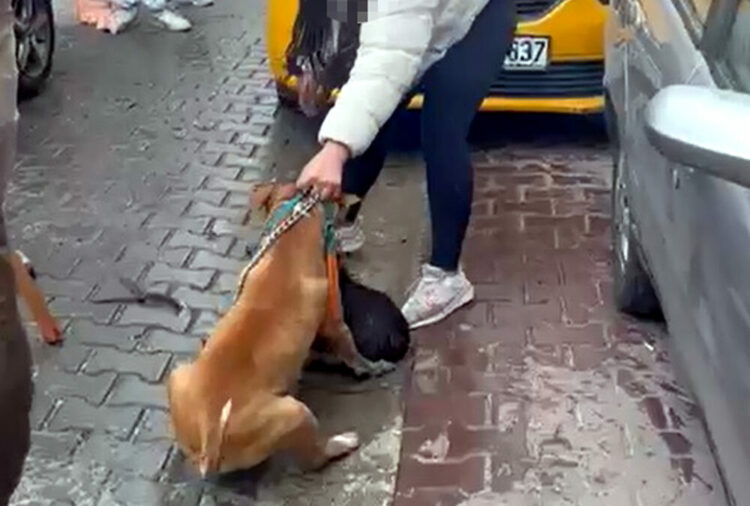 Saldırdığı köpeği ağır yaralayan Pitbull'a el konuldu, sahibine 95 bin lira ceza uygulandı