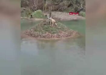 Suyla çevrili alanda mahsur kalan köpeği itfaiye eri kurtardı