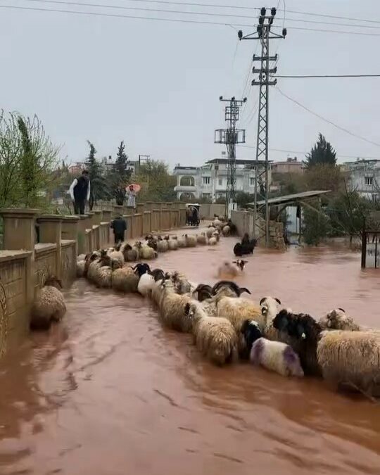 Hatay'da kuvvetli yağış günlük yaşamı etkileri: Çoban kuzuları son anda kurtardı