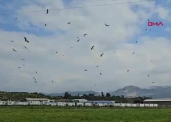 Göç yolculuğunda leyleklerin görsel şöleni