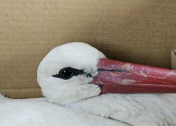 Göç yolundaki 2 leylek av tüfeğiyle vuruldu