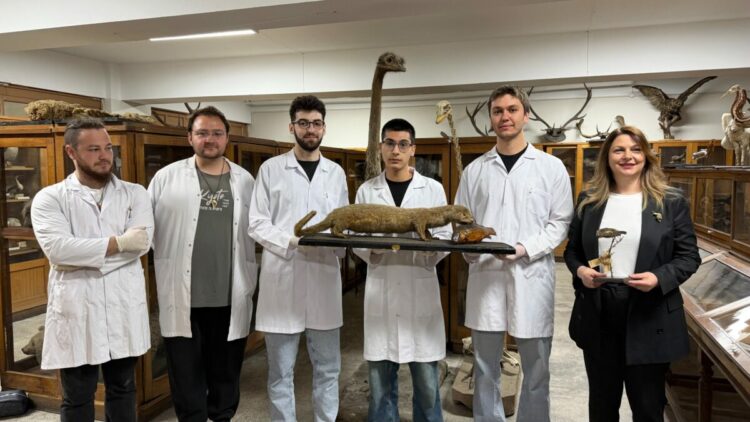 Doldurulmuş hayvan koleksiyonu, müzede korunuyor