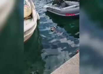 Bodrum’da balıkçı barınağında fok görüldü