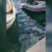 Bodrum’da balıkçı barınağında fok görüldü