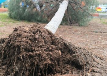 Gercüş’te sağanak ve rüzgar: Yollar suyla doldu, ağaçlar devrildi