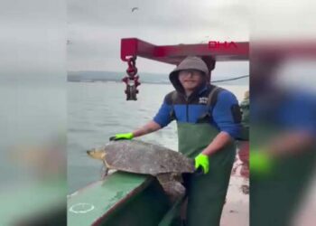 Çanakkale'de balık ağına takılan caretta caretta kurtarıldı