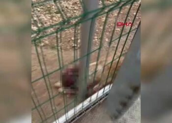 Bucak’taki hayvan barınağı iddialarına soruşturma