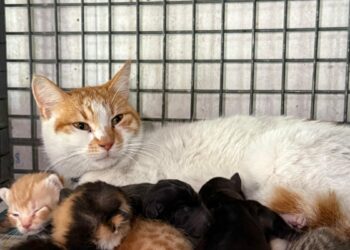 Gebe köpek öldü, yavrulara anne kedi sahip çıktı