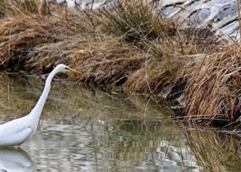 Erzincan’da büyük ak balıkçıl beslenirken görüntülendi