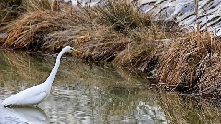 Erzincan’da büyük ak balıkçıl beslenirken görüntülendi