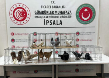İpsala'da kaçak hayvanlar ele geçirildi