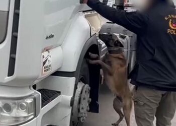 TIR'da 53 kilo skunk ele geçirildi; 2 gözaltı
