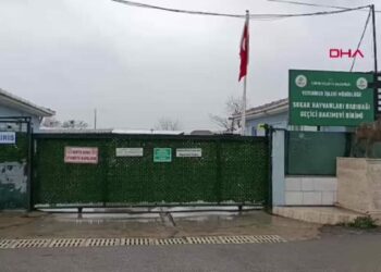 Edirne'de operasyonla 88 köpek kurtarıldı