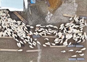 Kuzular anneleri ile buluştu, o anlar dron kamerasıyla görüntülendi