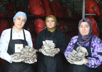 Samsun'da girişimci kadınlar yılda 60 ton istiridye mantarı üretiyor