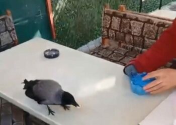 Küçükçekmece'de önce şeker sonra ekmek verdiği kargayı elleriyle besledi