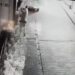 Camı açamayan hırsız, kapıdaki değerli süs ağacını söktü; o anlar kamerada