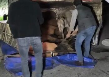 Devrilen kamyonetin kasasındaki eşekler yaralandı