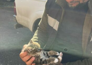 Van'da çatıda mahsur kalan yavru kedi kurtarıldı