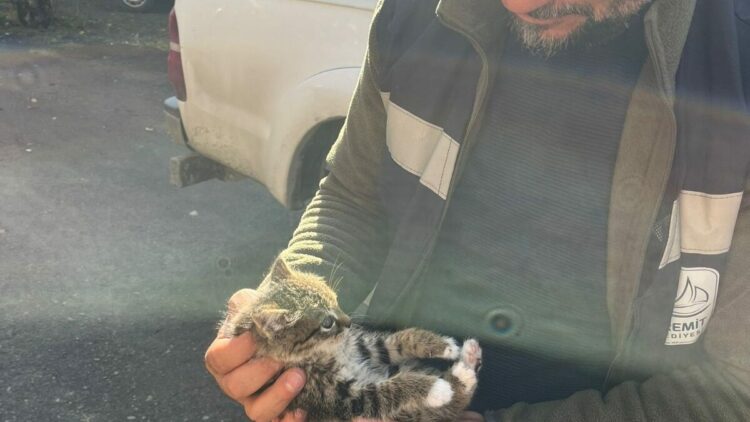 Van'da çatıda mahsur kalan yavru kedi kurtarıldı