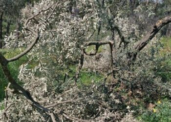 Aydın'da 700 incir ve zeytin ağacı kesildi