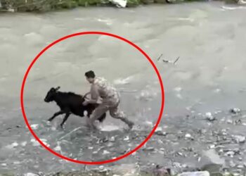 Sahibinden kaçan buzağıyı polis memuru yakaladı; o anlar kamerada